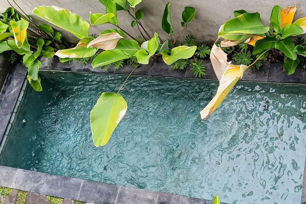 Villa Alodia With Pool & Kitchen Sanur (Bali)