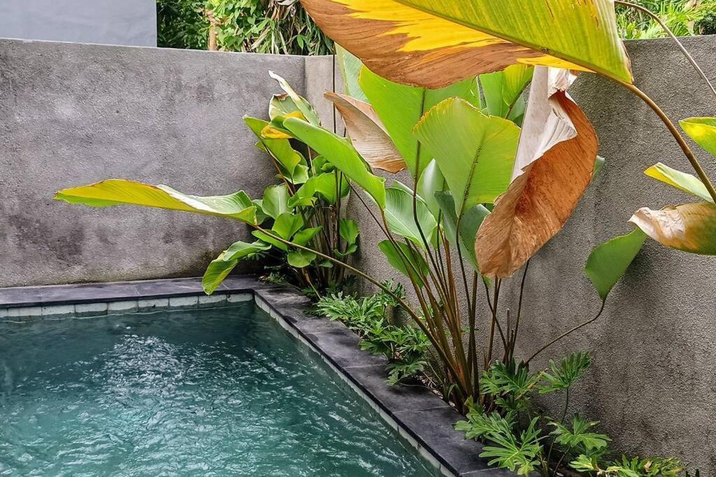 Alodia With Pool & Kitchen *